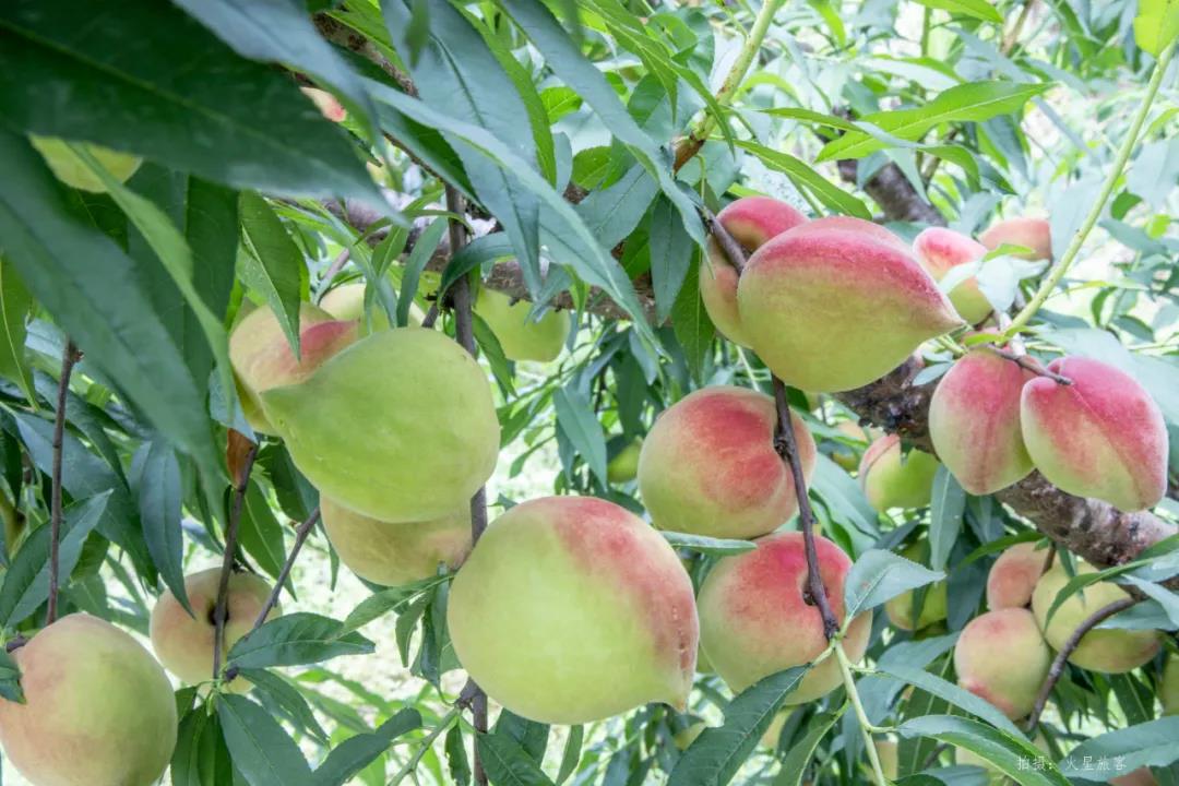 亲农好物｜翁源鹰嘴桃，，好吃“桃”不掉！！！