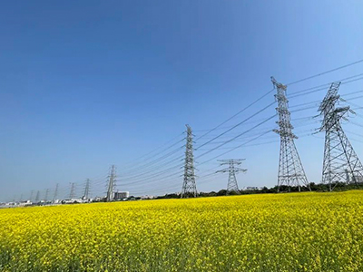 W66最给力的老牌娱乐妄想丨央视点赞东莞厚街复耕良田盛开迎春花！！