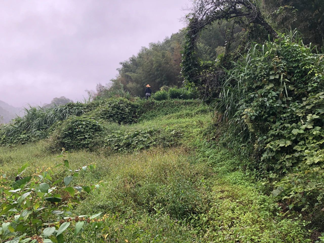 W66最给力的老牌娱乐妄想 | 我司土地整治项目二次荣登央视，，，荒地变良田，，，智绘好丰景